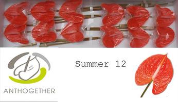 ANTHU AVO SUMMER  X16